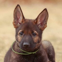 Green Collar - German Shepherd puppy from Faoladh German Shepherds