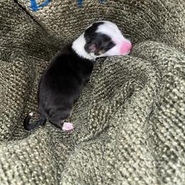 Pembroke Welsh Corgi Puppies from Wesley Morris