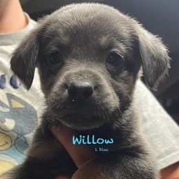 Willow - Charcoal Dilute Retriever puppy in Somerset, Pennsylvania from Chickentown Labradors