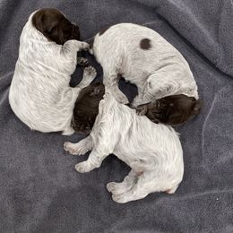Wirehaired Pointing Griffon Puppies from High Point Griffons