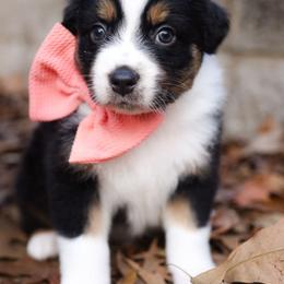 Joy - Black tri-color female Australian Shepherd puppy in Georgetown, Texas from River Reign Australian Shepherds