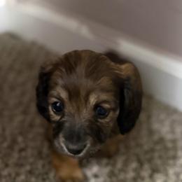 Aspen - Red female Dachshund puppy in Elko, Nevada from Willow Creek Dachshunds, and Collies