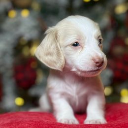 Girl 1 - Piebald female Dachshund puppy in Waycross, Georgia from Camie's Dachshunds