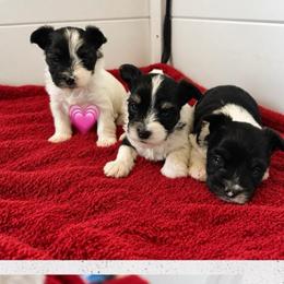 Dior - Parti female Yorkshire Terrier puppy in Phil Campbell, Alabama from MagnoliaYorkies