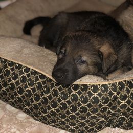 German Shepherd Puppies from Stacey’s German Shepherds