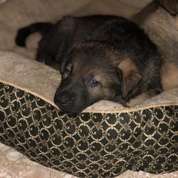 German Shepherd Puppies from Stacey’s German Shepherds