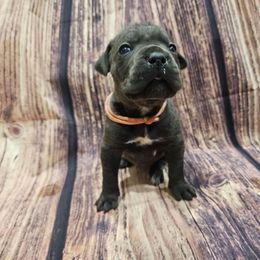 Pink collar - Gray female Cane Corso puppy in Fritch, Texas from Carrie Brown's Cane Corsos