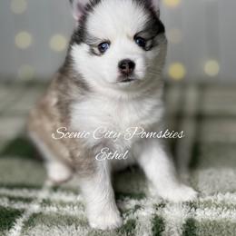 Ethel - Silver and white female Pomsky puppy in Rossville, Georgia from Scenic City Pomskies