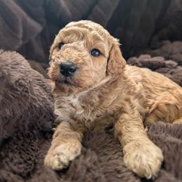 Apricot Girl - Apricot female Poodle puppy in Lumberton, Texas from Topline Poodles