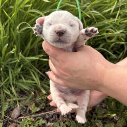 Green boy - Light golden male Golden Retriever puppy in Pahrump, Nevada from Southern Nevada Goldens