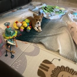 Girl 1 - Red Pembroke Welsh Corgi puppy in Dickinson, Texas from Gulf Coast Corgis