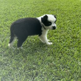 Girl 2 - Black tri female Miniature Australian Shepherd puppy in Eufaula, Alabama from Dream Ranch Mini Aussies