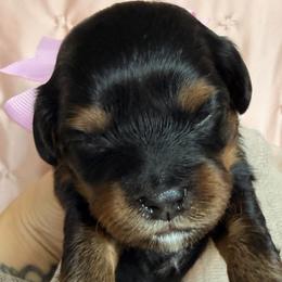 Dahlia Neptune - Black and tan female Cavapoo puppy in Tucson, Arizona from Cavapoo Puppy Parade