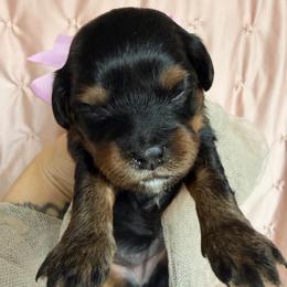 Dahlia Neptune - Black and tan female Cavapoo puppy in Tucson, Arizona from Cavapoo Puppy Parade