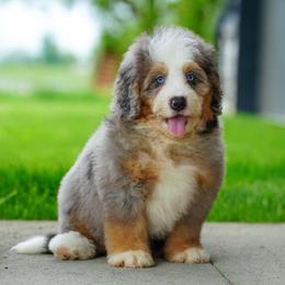 Trek (socialization program student) - Merle male Bernedoodle puppy in Dundee, Ohio from Down Home Doodle