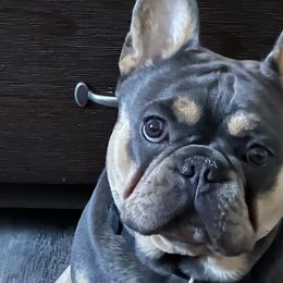 Zah ZAh - French Bulldog