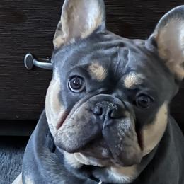 Zah ZAh - French Bulldog