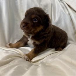 Parsley - Red tri male Miniature Australian Shepherd puppy in Medical Lake, Washington from MAS Gone Rogue