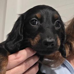 Ellie's black and tan longhair girl - Black and tan female Dachshund puppy in Declo, Idaho from Dozendachs