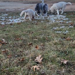 Siberian Husky Puppies from Spirit of the Moon Siberians