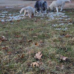 Siberian Husky Puppies from Spirit of the Moon Siberians