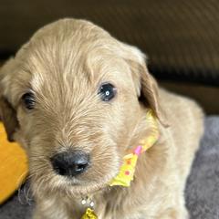 Yellow Pup - Brown Double Doodle puppy in San Juan, Texas from Cash & June’s Double Doodles