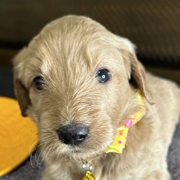 Yellow Pup - Brown Double Doodle puppy in San Juan, Texas from Cash & June’s Double Doodles