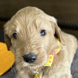 Yellow Pup - Brown Double Doodle puppy in San Juan, Texas from Cash & June’s Double Doodles