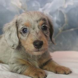 Deegan - Dapple male Dachshund puppy in Warm Springs, Arkansas from Seven Hills Arkansas