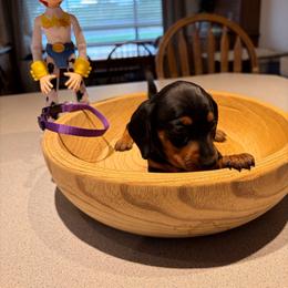 Jessie- purple collar - Black and tan female Dachshund puppy in Olathe, Colorado from Rocking LJ Breeding