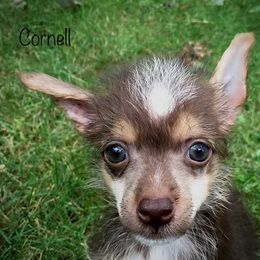 Chinese Crested Puppies from The Cranberry Dog