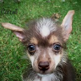 Chinese Crested Puppies from The Cranberry Dog