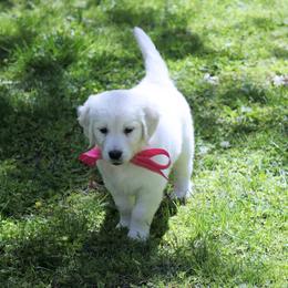 Female - Light golden female Golden Retriever puppy in Pasadena, Maryland from Promise Land
