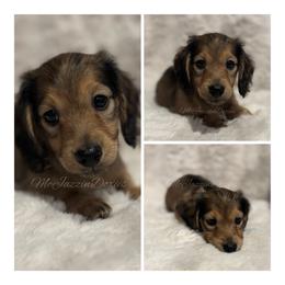 Beau - Red male Dachshund puppy in Chehalis, Washington from McJazzin Doxies