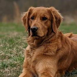Golden Retrievers from Christina Kane's Golden Retrievers
