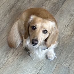 Hans - Dachshund