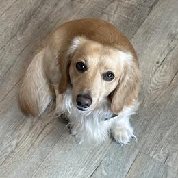 Hans - Dachshund