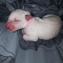 Pink - Nori - White and black female Dalmatian puppy in Jacksonville, Florida from Sunrise Dalmatians 🌄