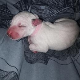 Pink - Nori - White and black female Dalmatian puppy in Jacksonville, Florida from Sunrise Dalmatians 🌄
