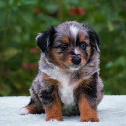 Milo - Blue merle male Miniature American Shepherd puppy in Chocowinity, North Carolina from Foxtail Hollow