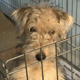 Lakeland Terrier puppies from Teraz
