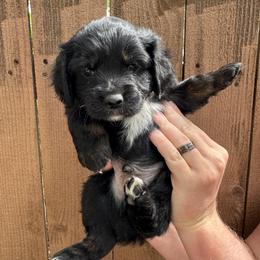 Nesquick - Black and white male Cockapoo puppy in Ladera Ranch, California from Cookie Cocker Farms