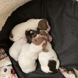 Dachshund Puppies from Hursh’s Hounds