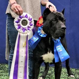 Ghost - Perro de Presa Canario