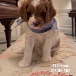 Cavalier King Charles Spaniel and Cavapoo Puppies from Waggin Tails
