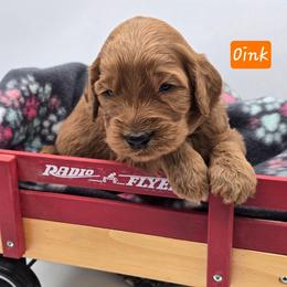 Oink - Red  male Goldendoodle puppy in Neillsville, Wisconsin from Granton Creek