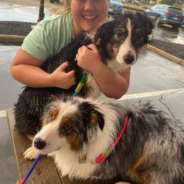 Australian Shepherd Puppies from Louvre Australian Shepherds
