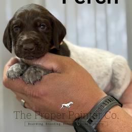 Perch - Liver roan female German Shorthaired Pointer puppy in Six Mile, South Carolina from The Proper Pointer Co.