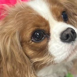 Cavalier King Charles Spaniels from Linda's Cavalier King Charles Spaniels