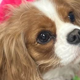 Cavalier King Charles Spaniels from Linda's Cavalier King Charles Spaniels